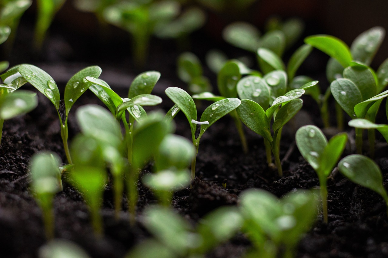 seedlings, soil, spring flowers