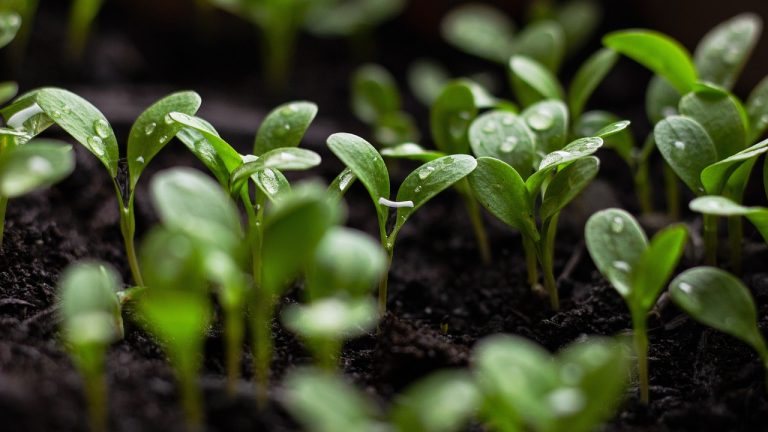 seedlings, soil, spring flowers